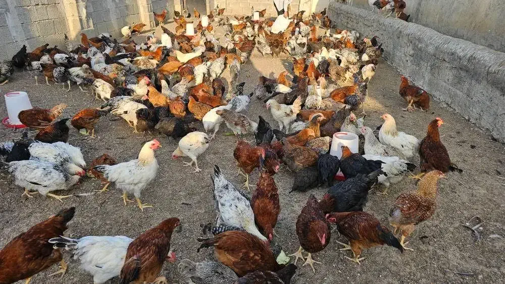فروش مرغ وخروس محلی باطعمی لذیذ برای فصل سرما|حیوانات مزرعه|پارس‌آباد, |دیوار