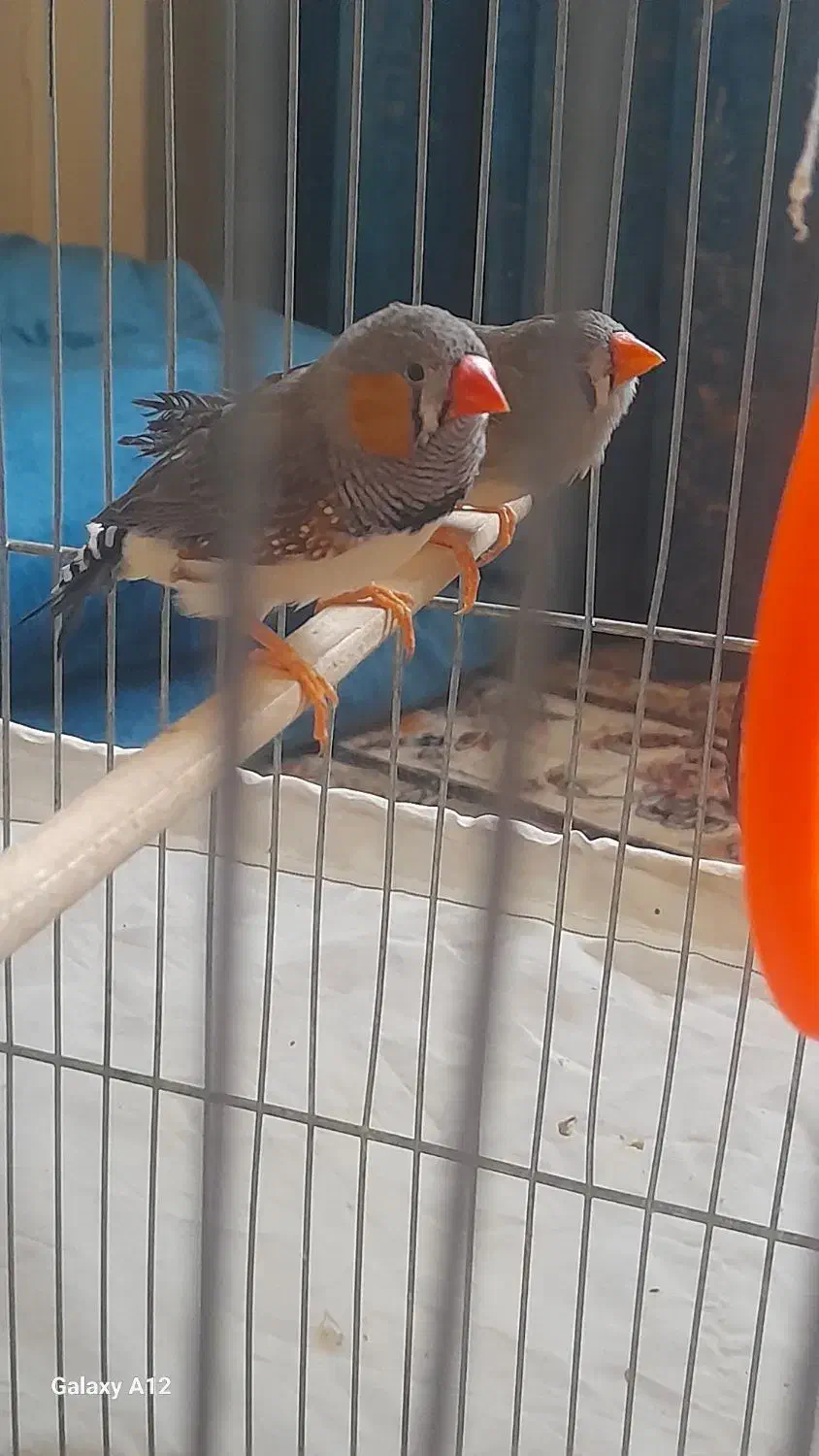 فنچ زبرا|پرنده|تهران, انبار نفت|دیوار