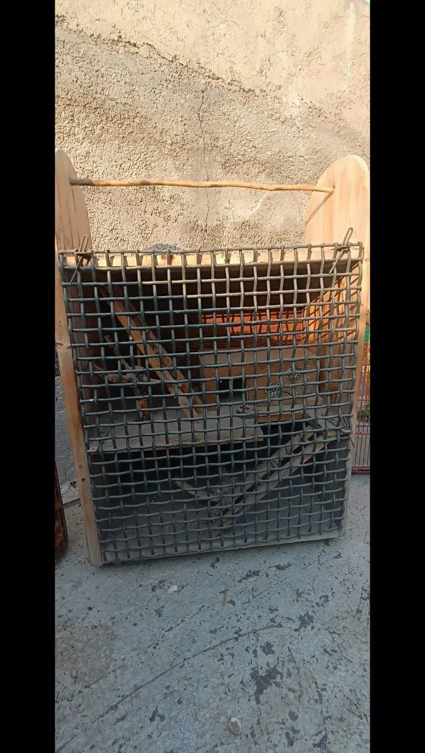 قفس عروس هلندی طوطی|لوازم جانبی حیوانات|رباط‌کریم, نصیرشهر|دیوار