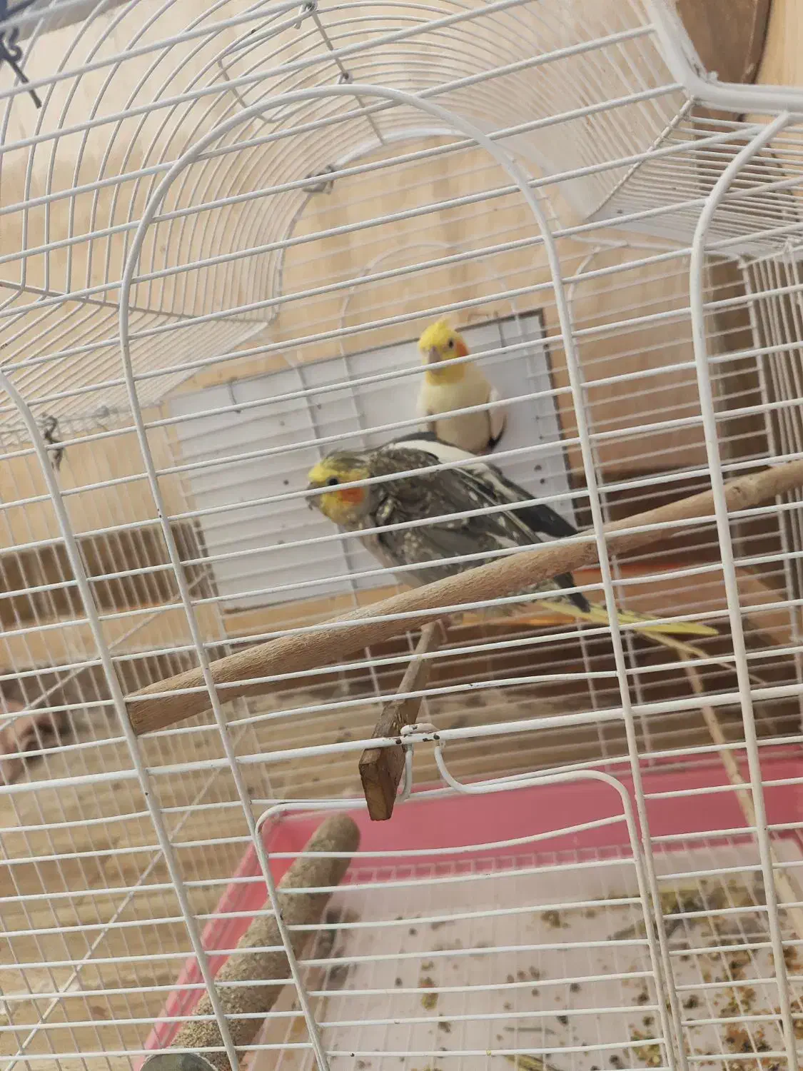 عروس هلندی|پرنده|ایرانشهر, |دیوار