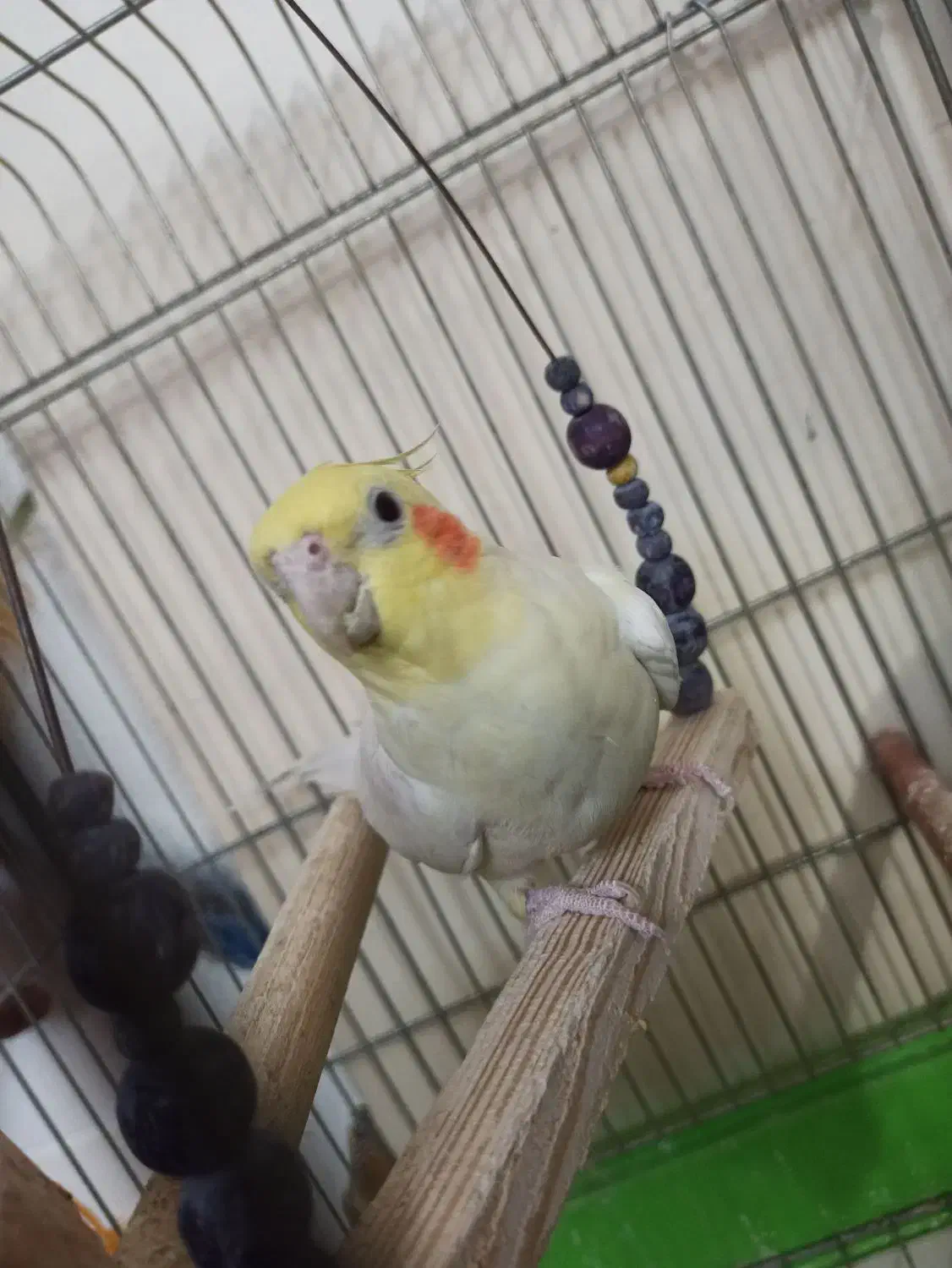 عروس هلندی معاوضه با سهره|پرنده|قرچک, باقرآباد|دیوار