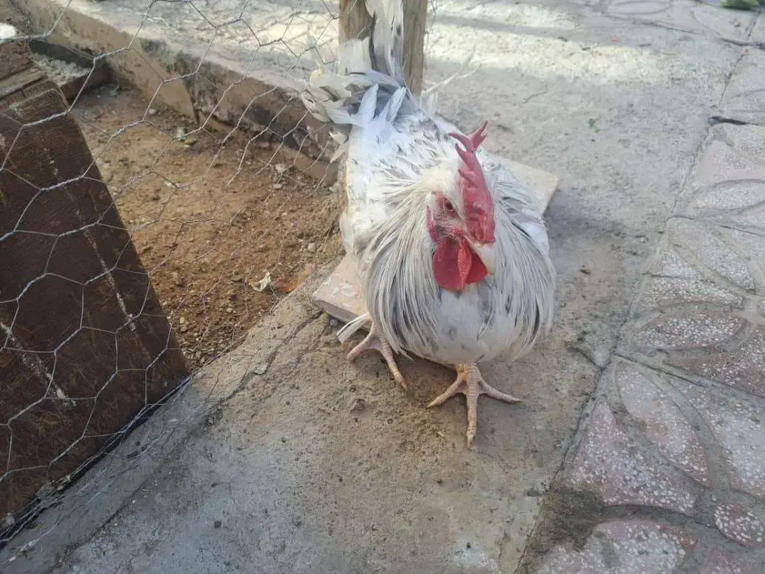 خروس فروشی محلی|حیوانات مزرعه|آباده, |دیوار