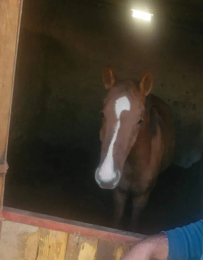 فروش دو راس نریان دره شوری زیر قیمت|اسب و تجهیزات اسب‌سواری|تهران, تهرانپارس غربی|دیوار