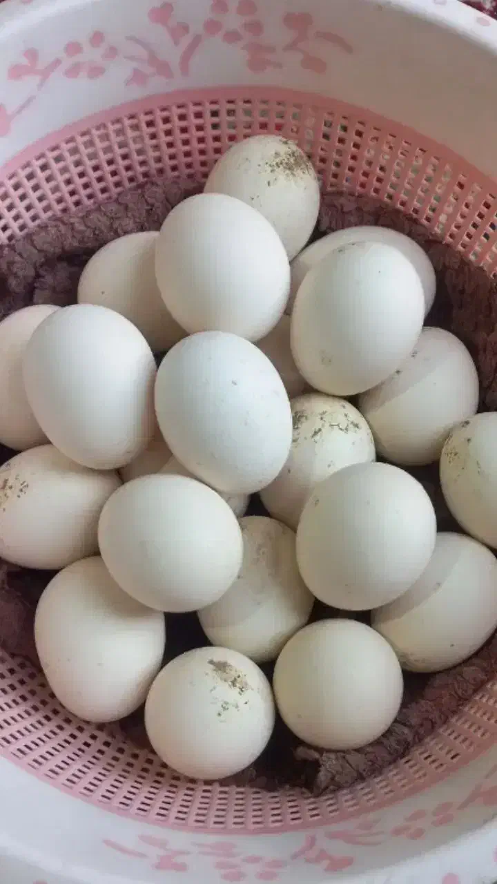 تخم مرغ محلی (رسمی-بومی) برای سلامتی عزیزانتان|خوردنی و آشامیدنی|یزد, |دیوار