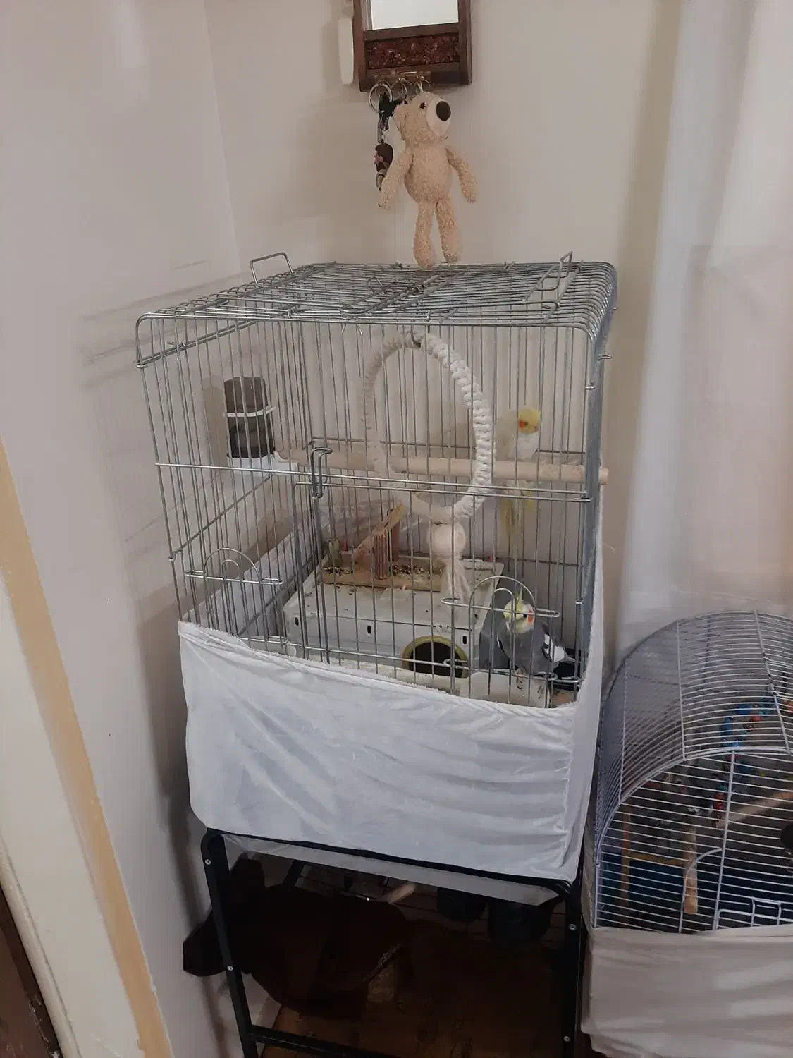 عروس هلندی جف بابچشون|پرنده|تهران, گیشا|دیوار