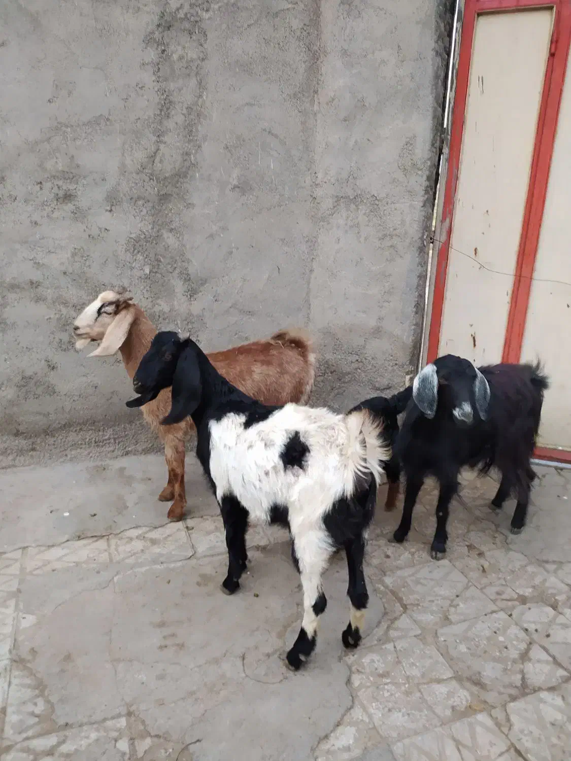 3عددبزپاکستانی زایده وابستن شکم اول|حیوانات مزرعه|اراک, |دیوار