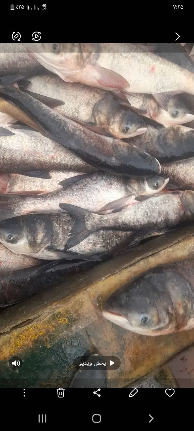 ۱۴۰۰۰۰|ماهی|مریوان, |دیوار