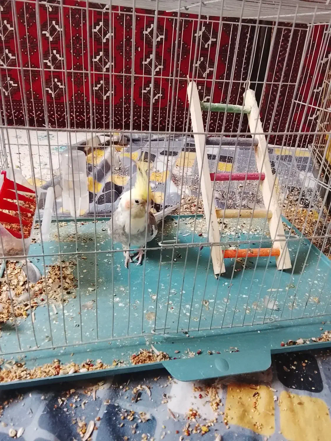 عروس هلندی|پرنده|کوهبنان, |دیوار