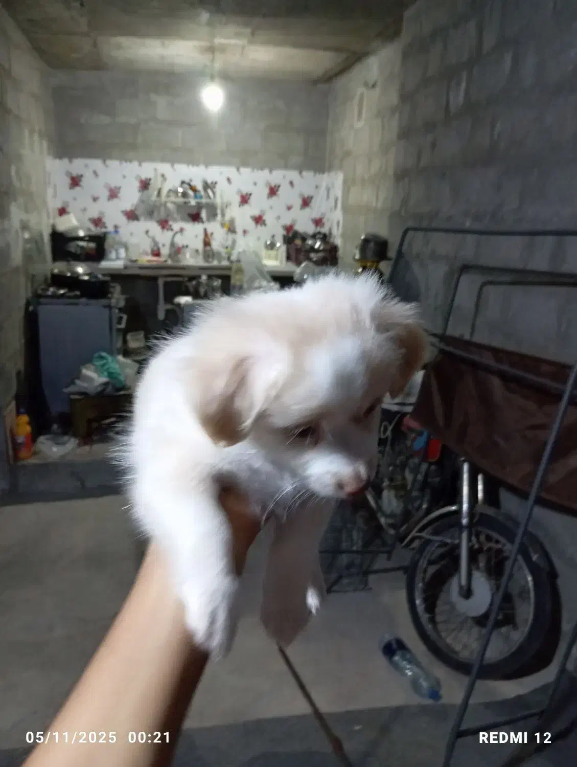 سگ اشپیدز میکس|سگ|میناب, |دیوار