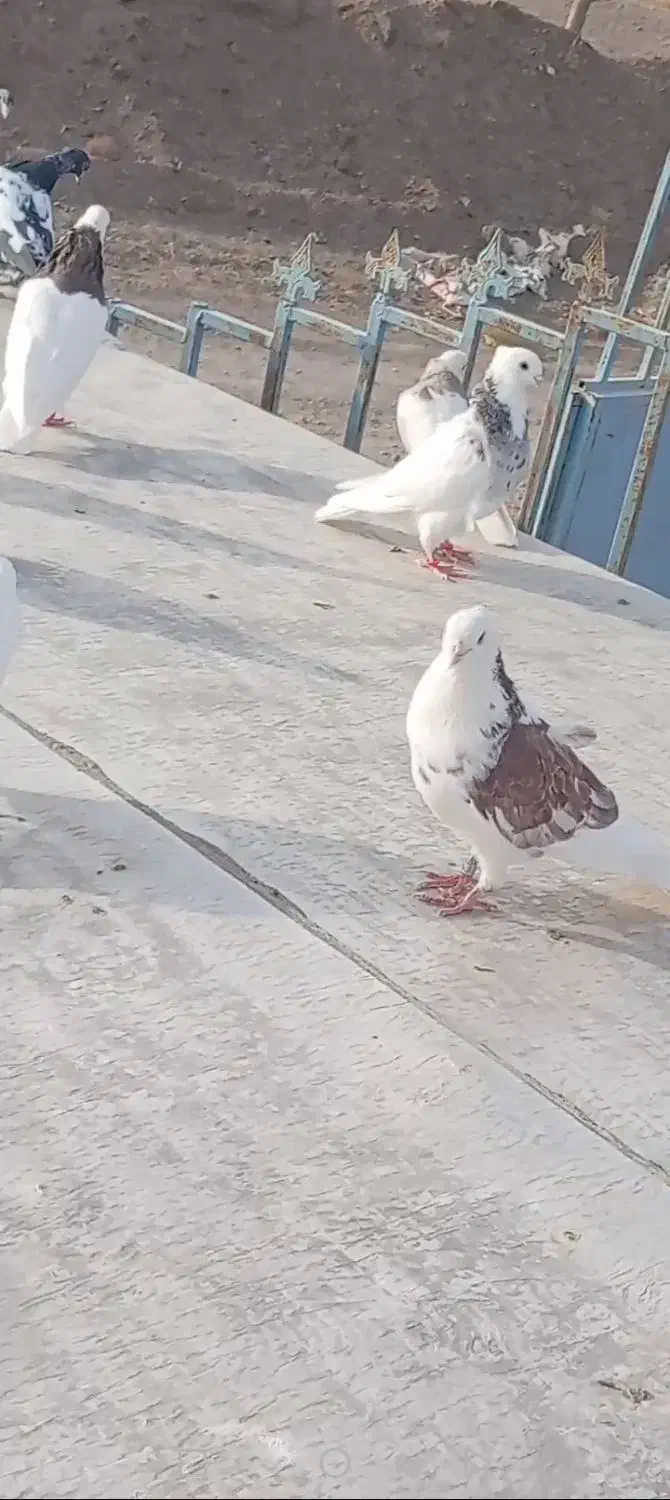 خاک کبوتر|لوازم جانبی حیوانات|گناباد, |دیوار