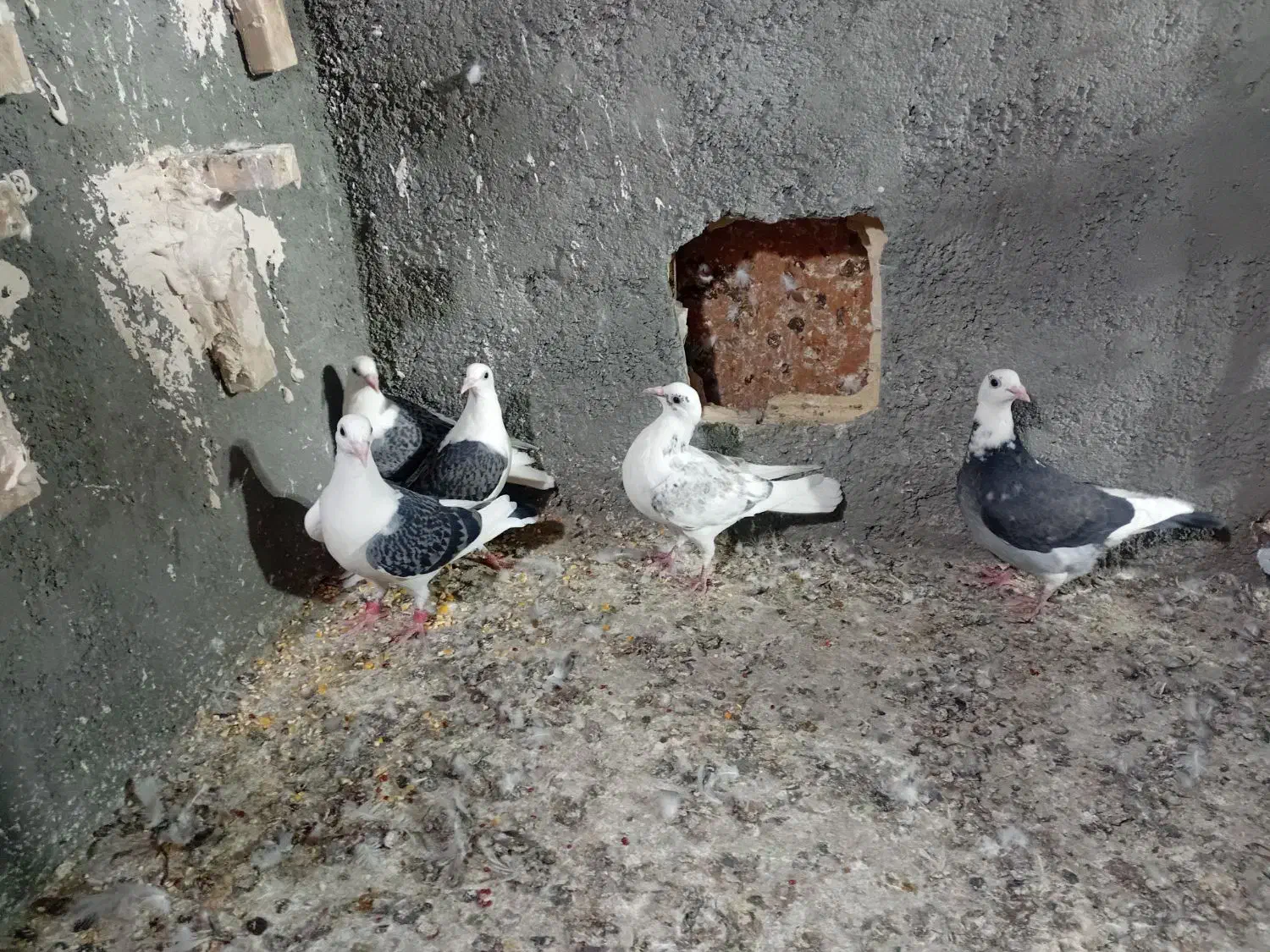 کبوتر جوجه کویتی|پرنده|تربت‌حیدریه, ترمینال|دیوار