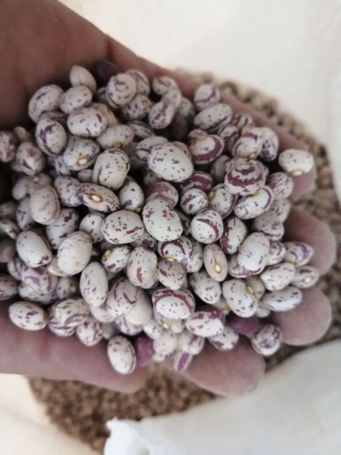 فروش لوبیا چیتی دهبید تمیز و درجه یک|عمدهفروشی|خرم بید, |دیوار