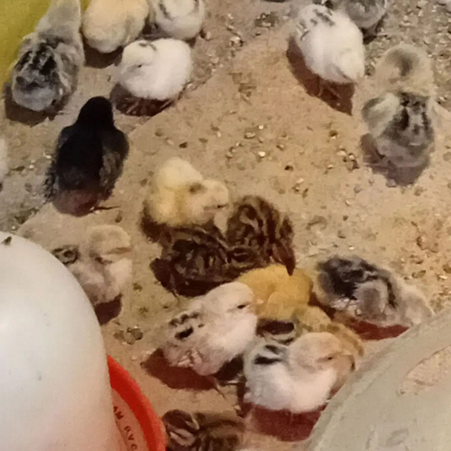 جوجه مرغ مینیاتوری|حیوانات مزرعه|پاکدشت, پاکدشت (مامازند)|دیوار