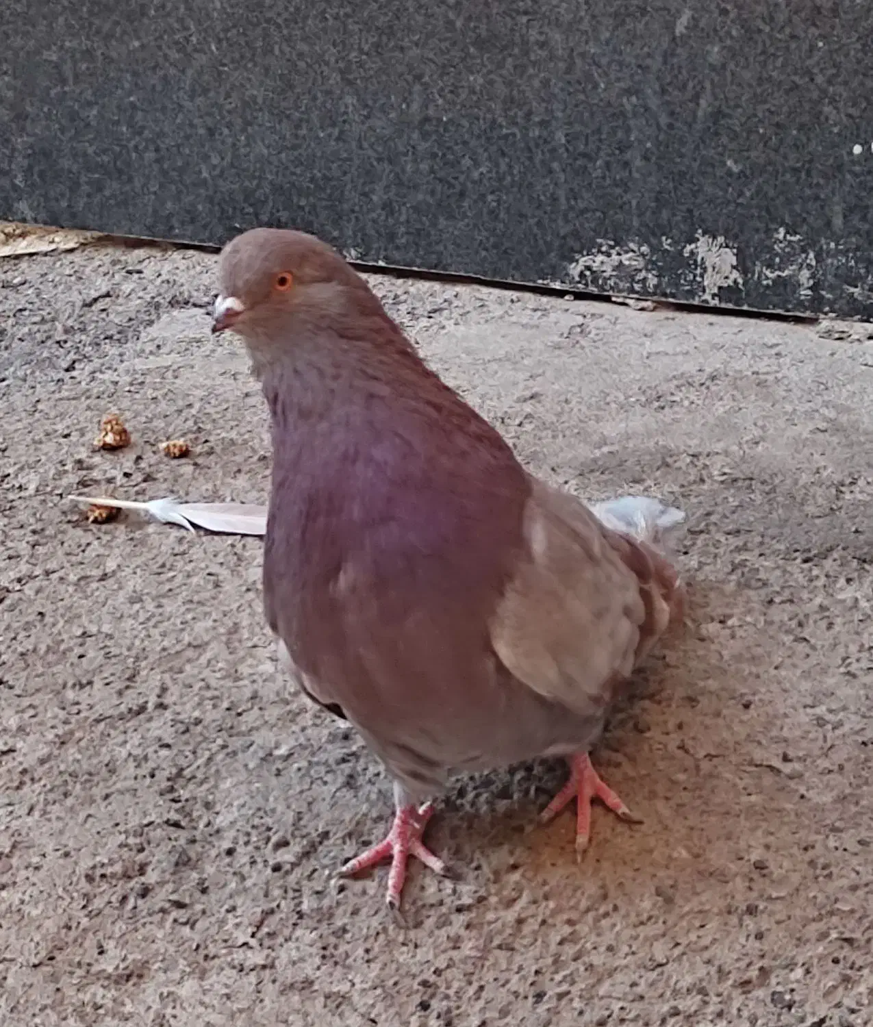 نوک ریز|پرنده|اردبیل, |دیوار