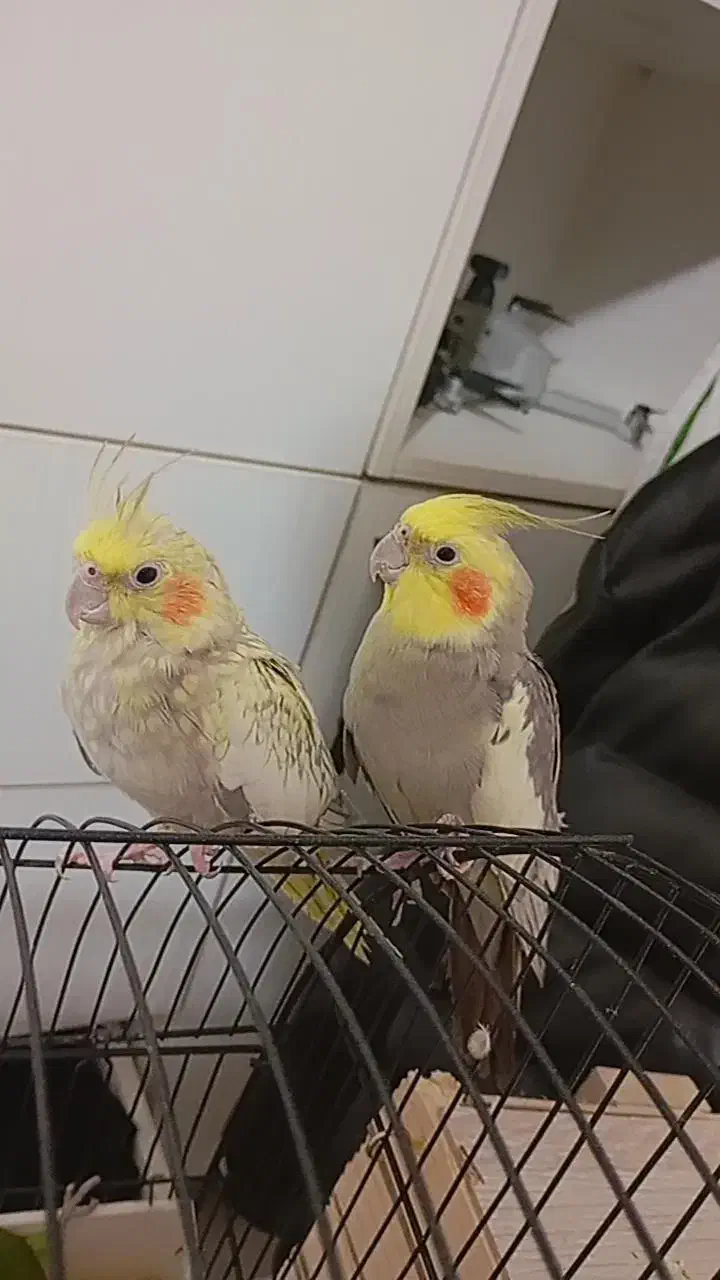 یک جفت عروس.هلندی|پرنده|شاهدشهر, |دیوار