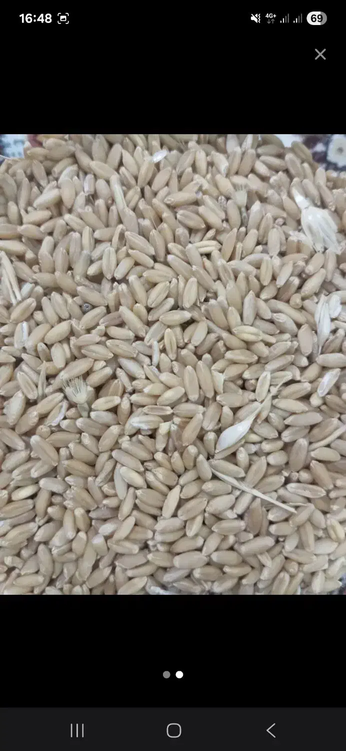 بذر گندم درجه یک و خیلی تمیز|خدمات باغبانی و درختکاری|مشگین شهر, |دیوار