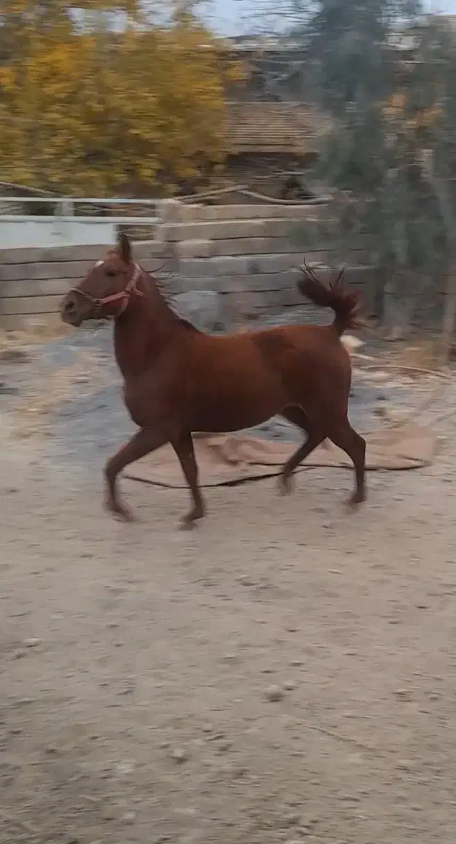 کره شجره دار|اسب و تجهیزات اسب‌سواری|فولادشهر, زاینده رود|دیوار