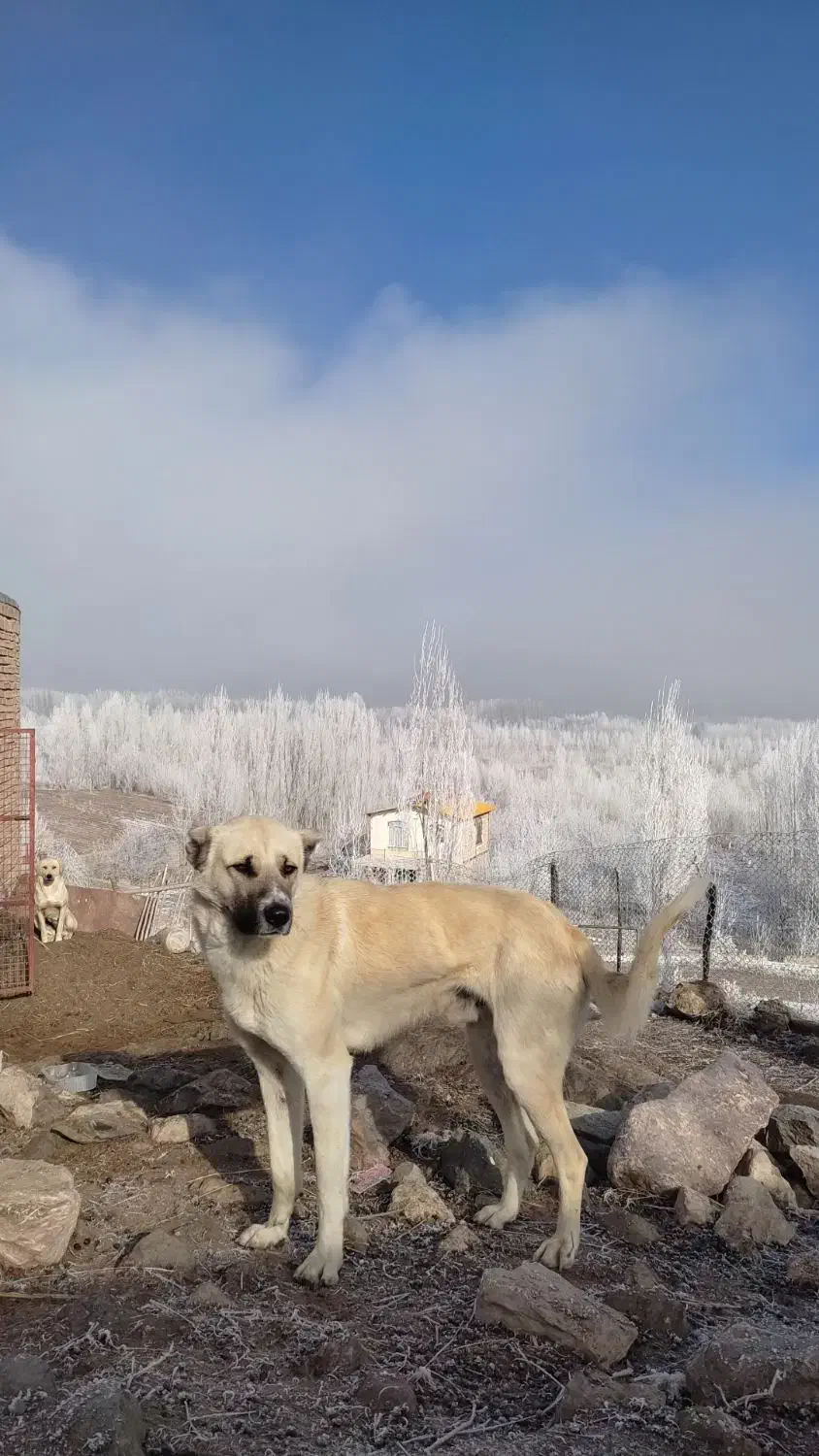 سگ مخصوص گله داری|حیوانات|خوی, |دیوار