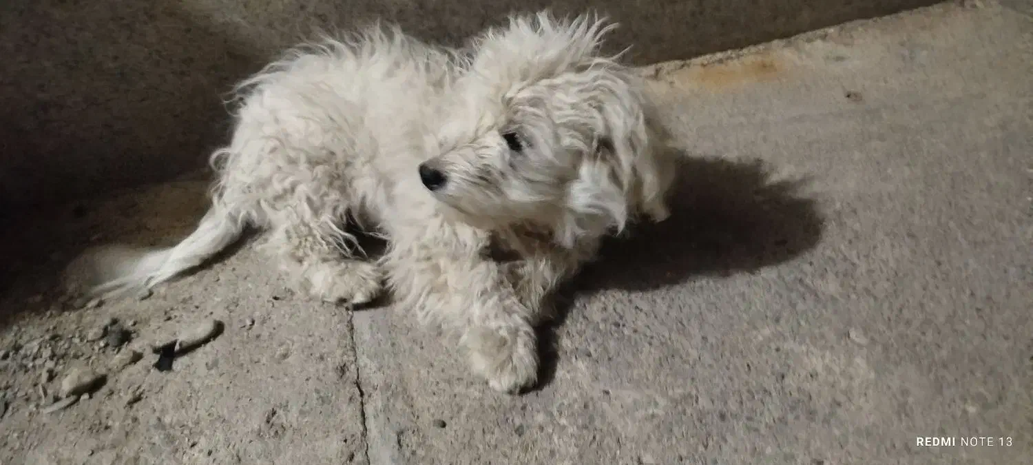 واگذاری اشپیتز|سگ|سقز, |دیوار