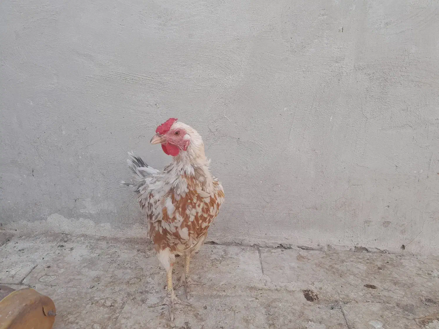 فروش ۲ عدد مرغ کرچ|حیوانات مزرعه|قم, کلهری|دیوار