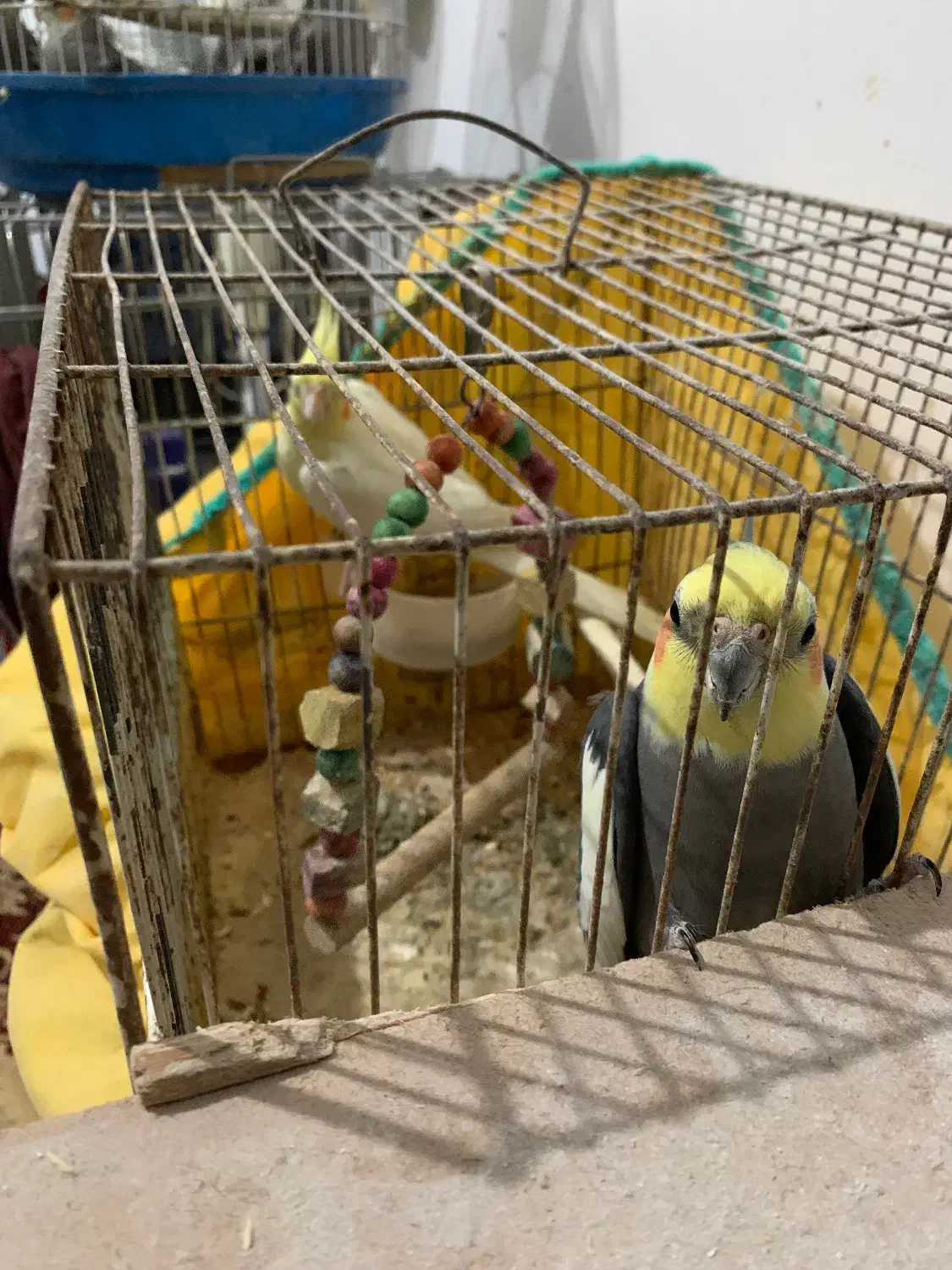 طوطی عروس|پرنده|کوچصفهان, |دیوار