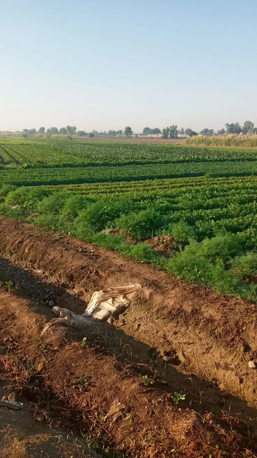 سبزی خورشتی تازه تمیز|خوردنی و آشامیدنی|شوش, |دیوار