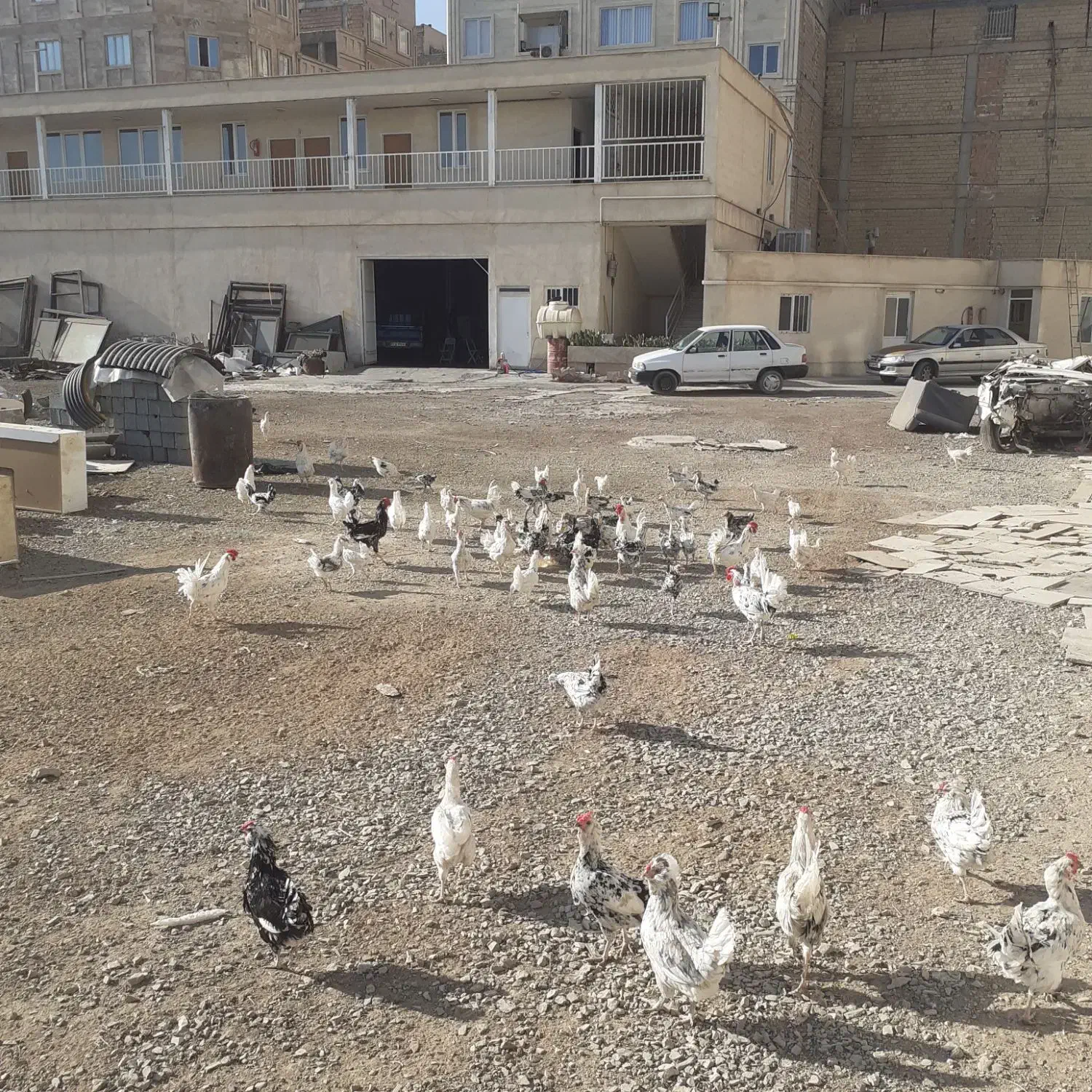 مرغ خروس جوجه گلین|حیوانات مزرعه|نسیمشهر, |دیوار