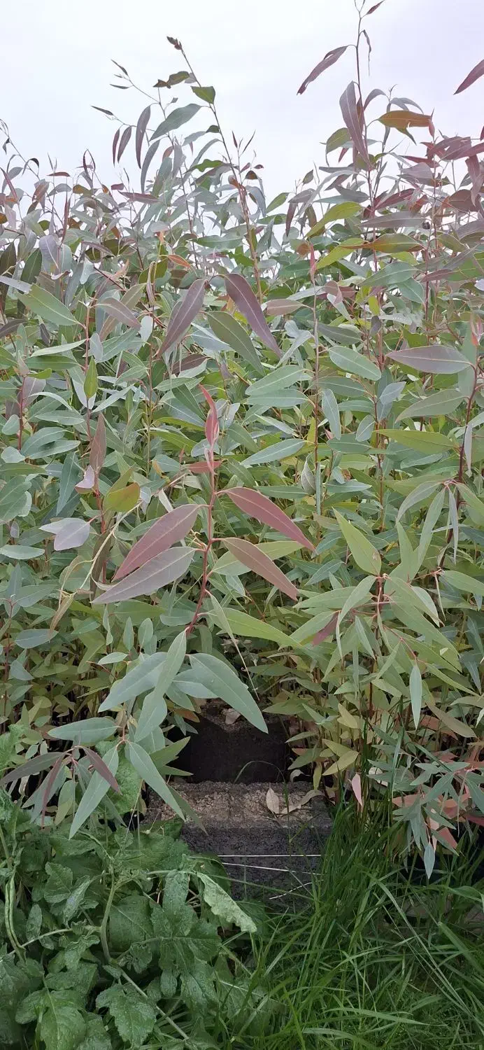 نهال آکالیپتوس|خدمات باغبانی و درختکاری|اندیمشک, |دیوار