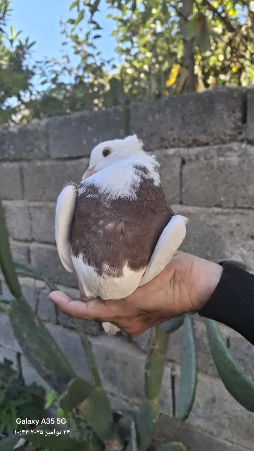 کبوتر طوقی|پرنده|مینودشت, |دیوار