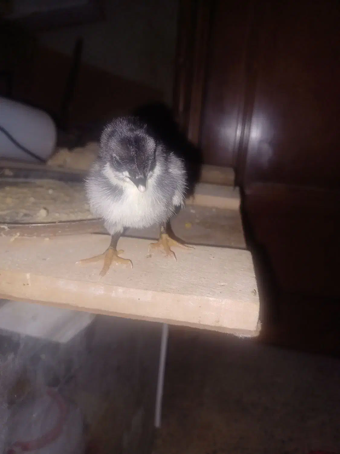 تخم مرغ نطفه دار گلین|حیوانات مزرعه|نجف‌آباد, یزدانشهر|دیوار