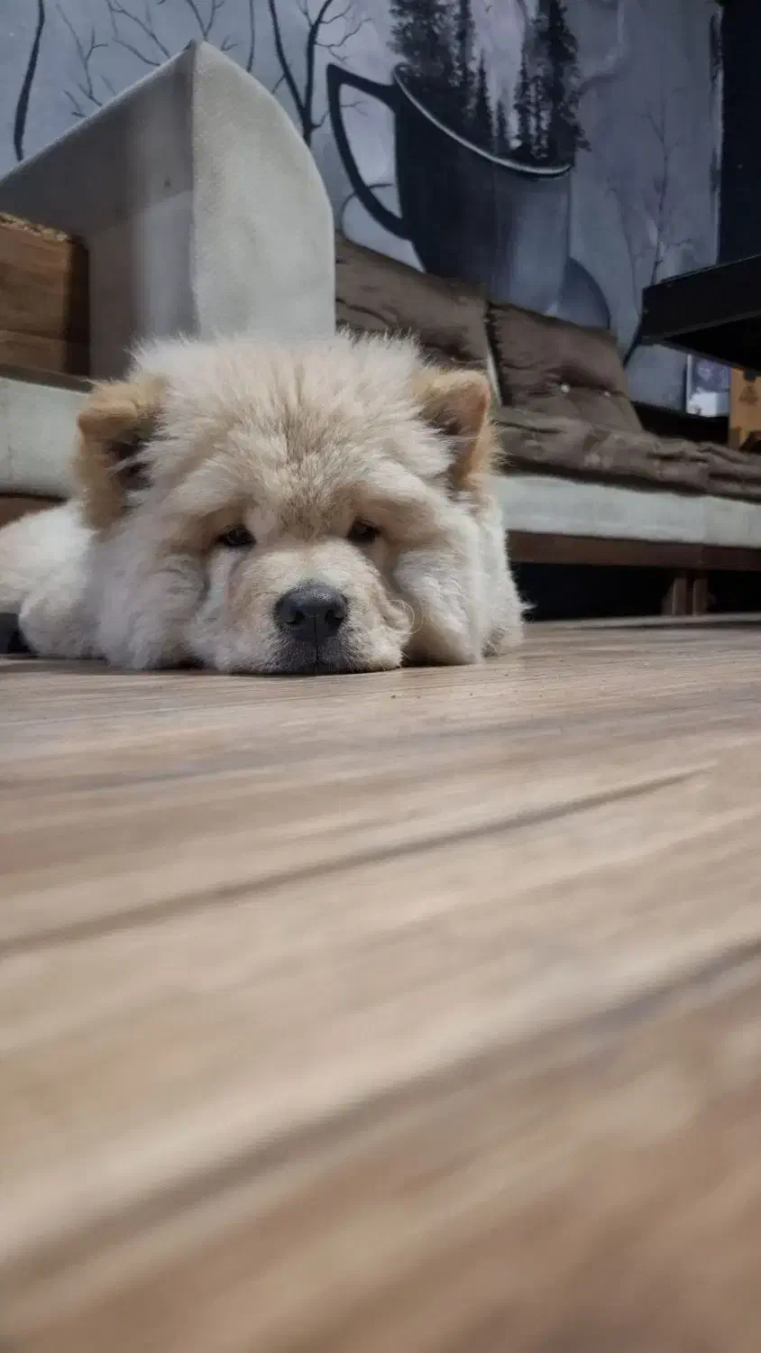 چاوچاو پسر خشگل جنسیت زبون بنفش|سگ|صومعه‌سرا, |دیوار