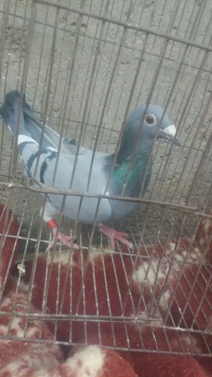 کبوتر گم شده|پرنده|زهک, |دیوار