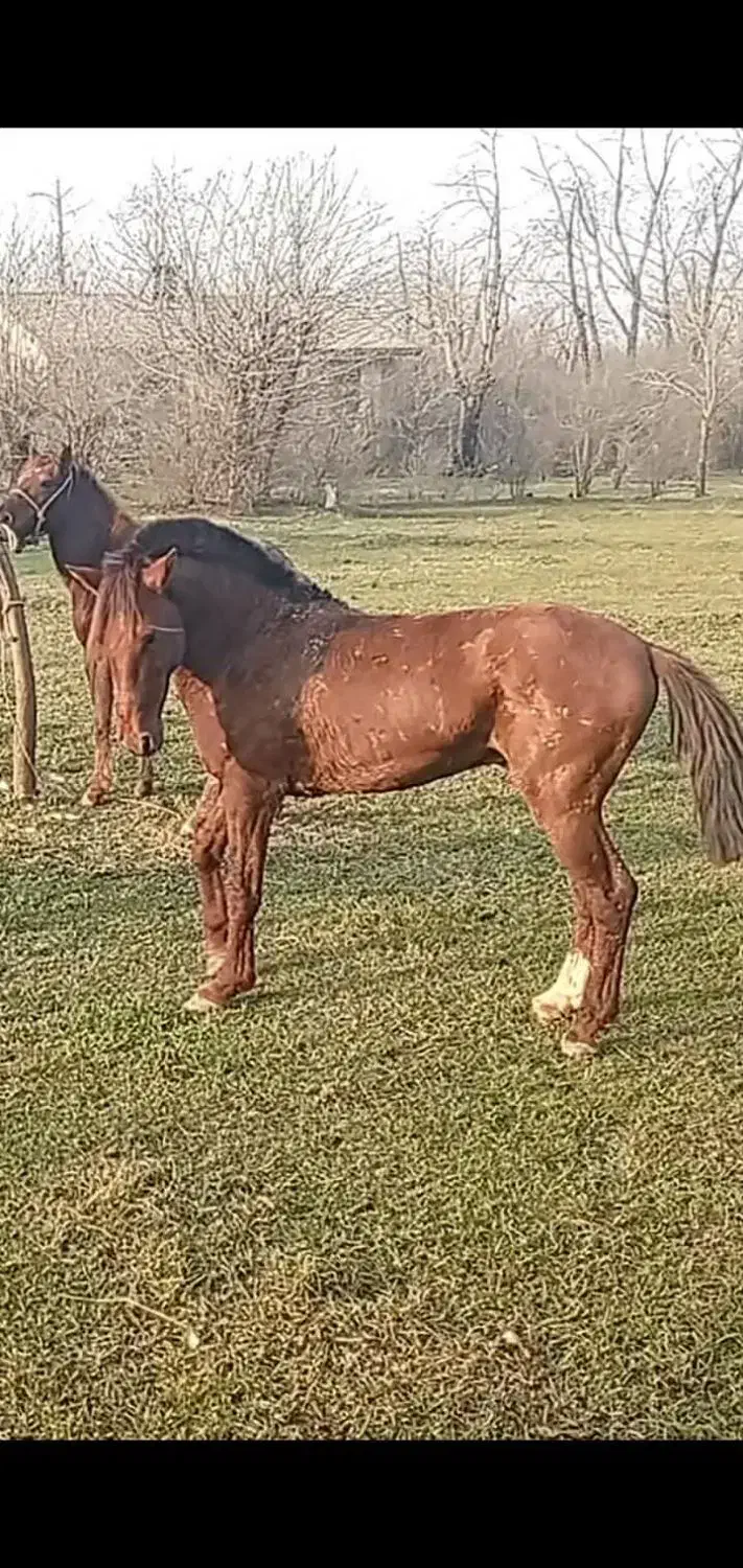 اسب|اسب و تجهیزات اسب‌سواری|لشت نشا, |دیوار