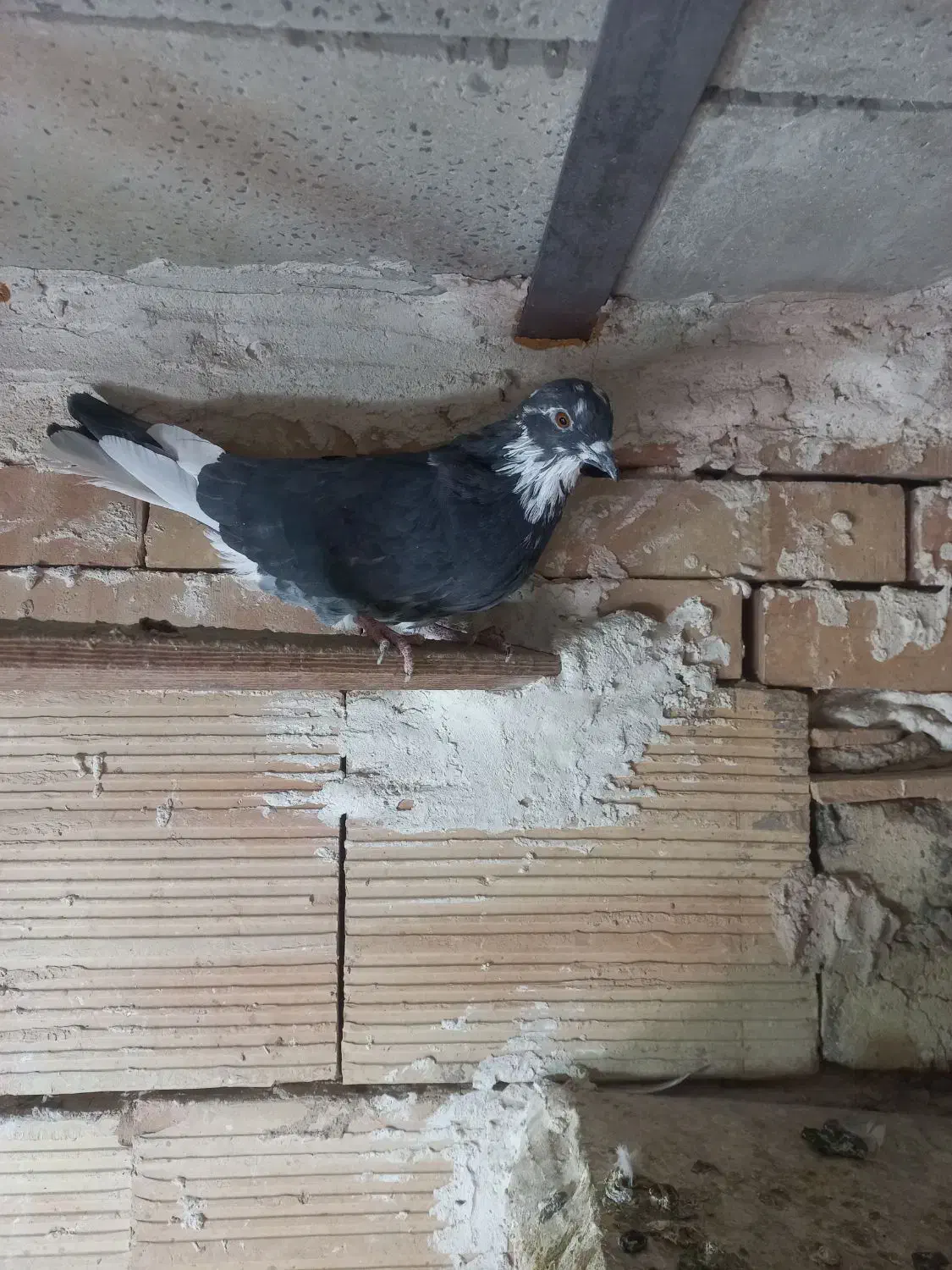 کبوتر ماده|پرنده|نسیم‌شهر, |دیوار