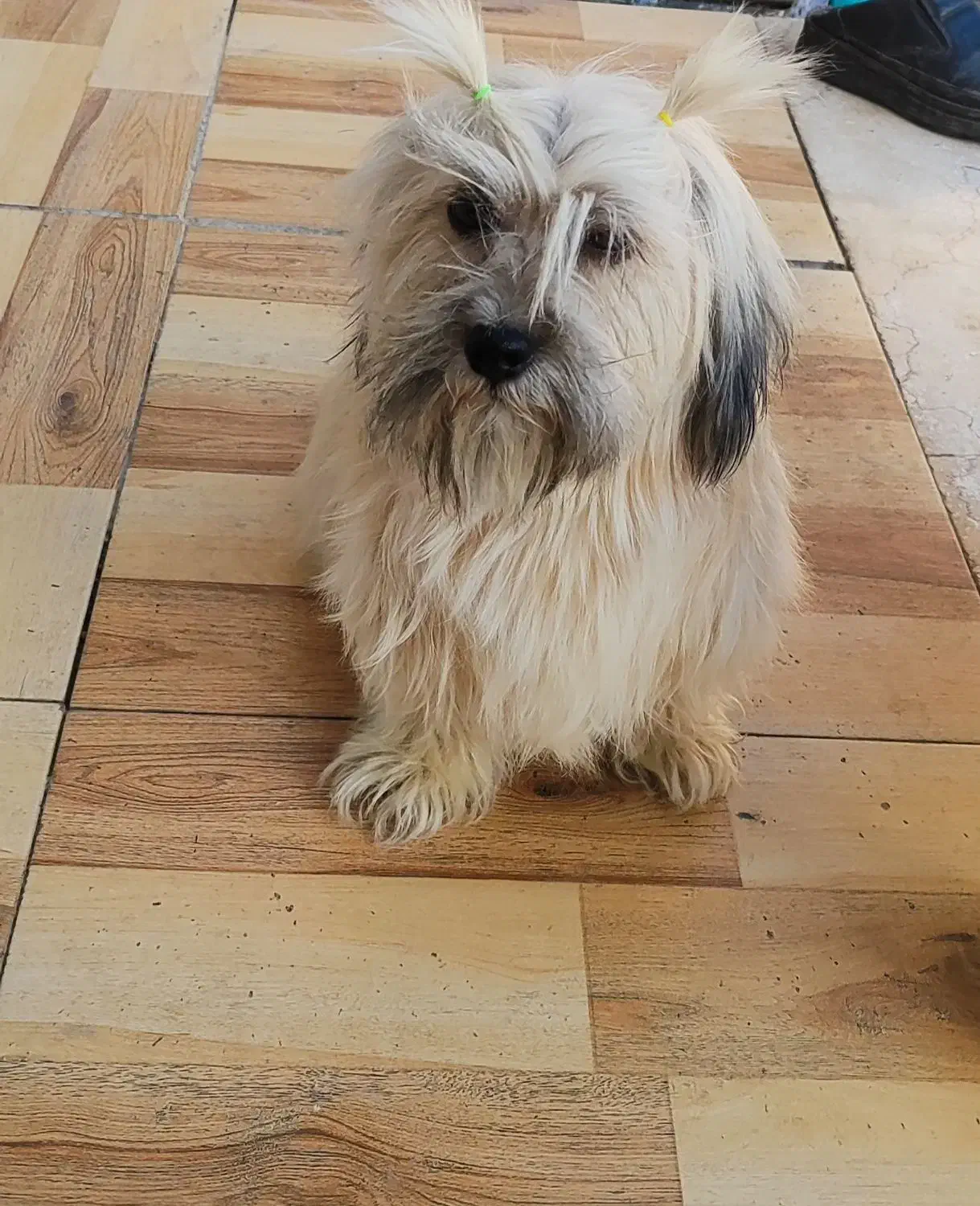 سگ شیتزو مولد نر و ماده|سگ|لنجان, |دیوار