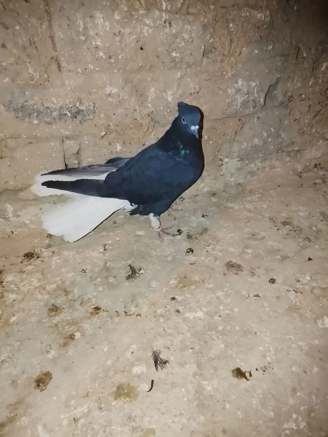 کبوتر|پرنده|اسفرورین, |دیوار