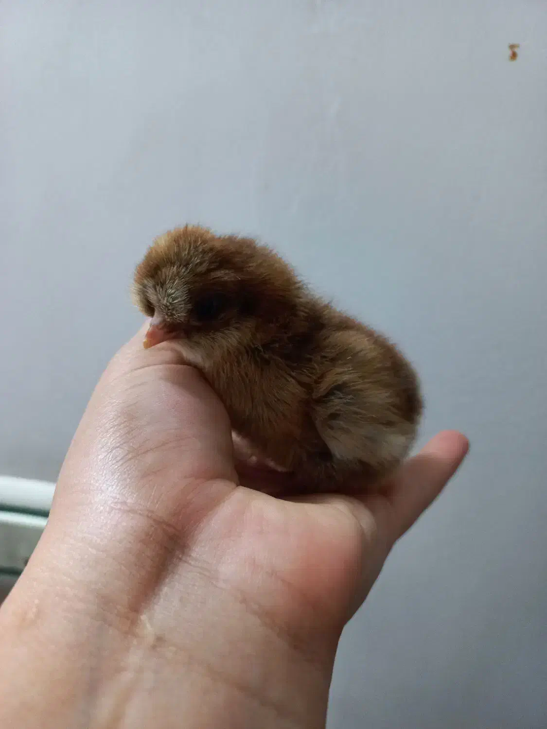 جوجه محلی از نژاد عالی|حیوانات مزرعه|کیاکلا, |دیوار