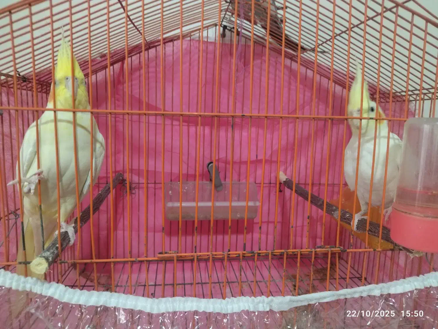 عروس هلندی|پرنده|شاندیز, |دیوار