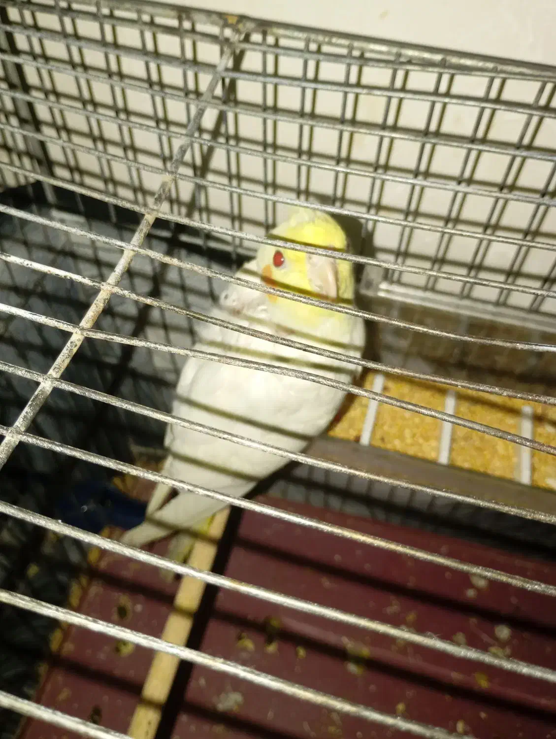 عروس هلندی|پرنده|بیرجند, |دیوار