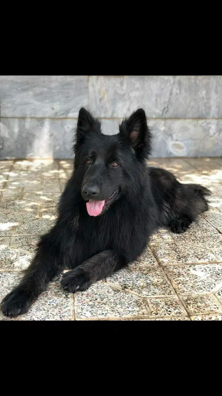 واگذاری ژرمن بلک نر کشش|سگ|کرمان, |دیوار