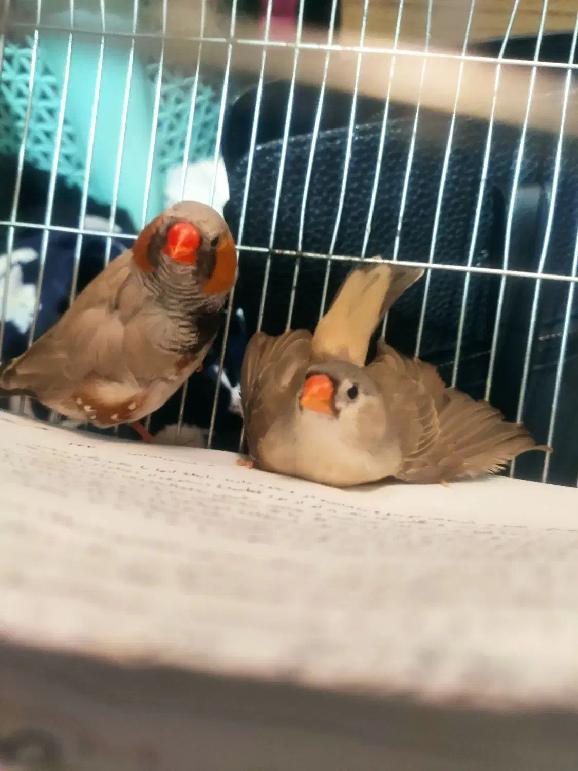 فنچ کینگ اورنج و لپ سیاه|پرنده|قزوین, |دیوار