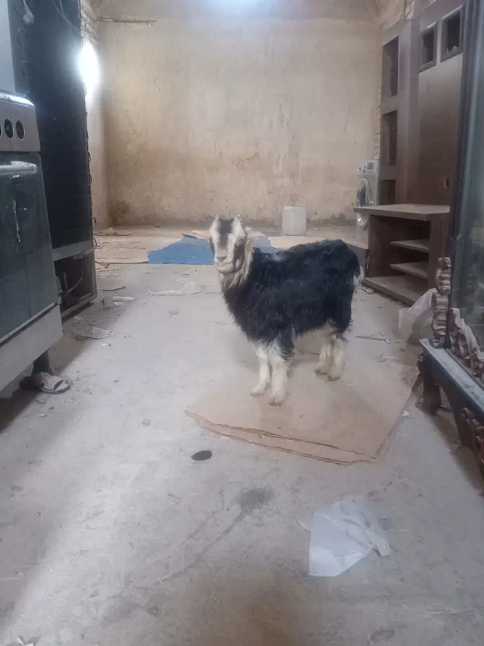 بزغاله|حیوانات مزرعه|قم, شهر قائم|دیوار