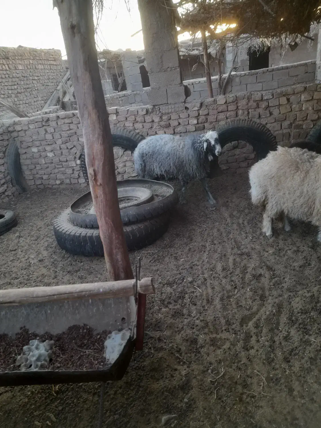 بره ی نر و ماده|حیوانات مزرعه|رفسنجان, |دیوار