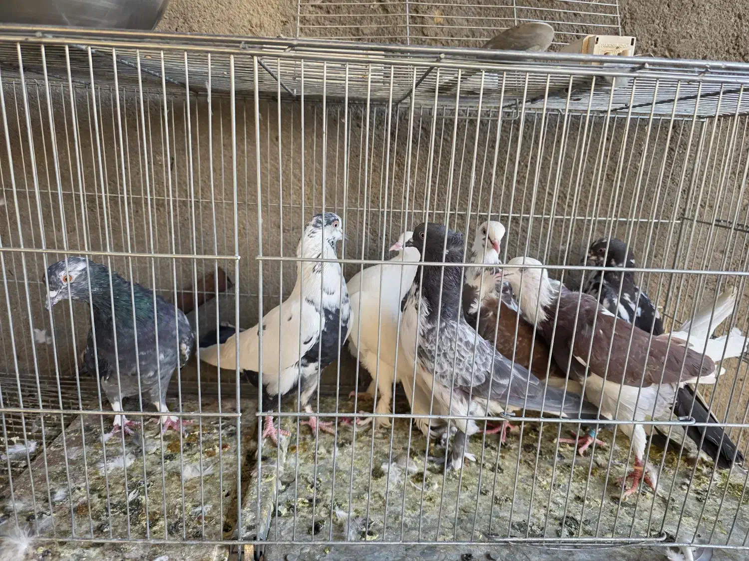 کبوتر غریبگیری|پرنده|قم, نیروگاه|دیوار