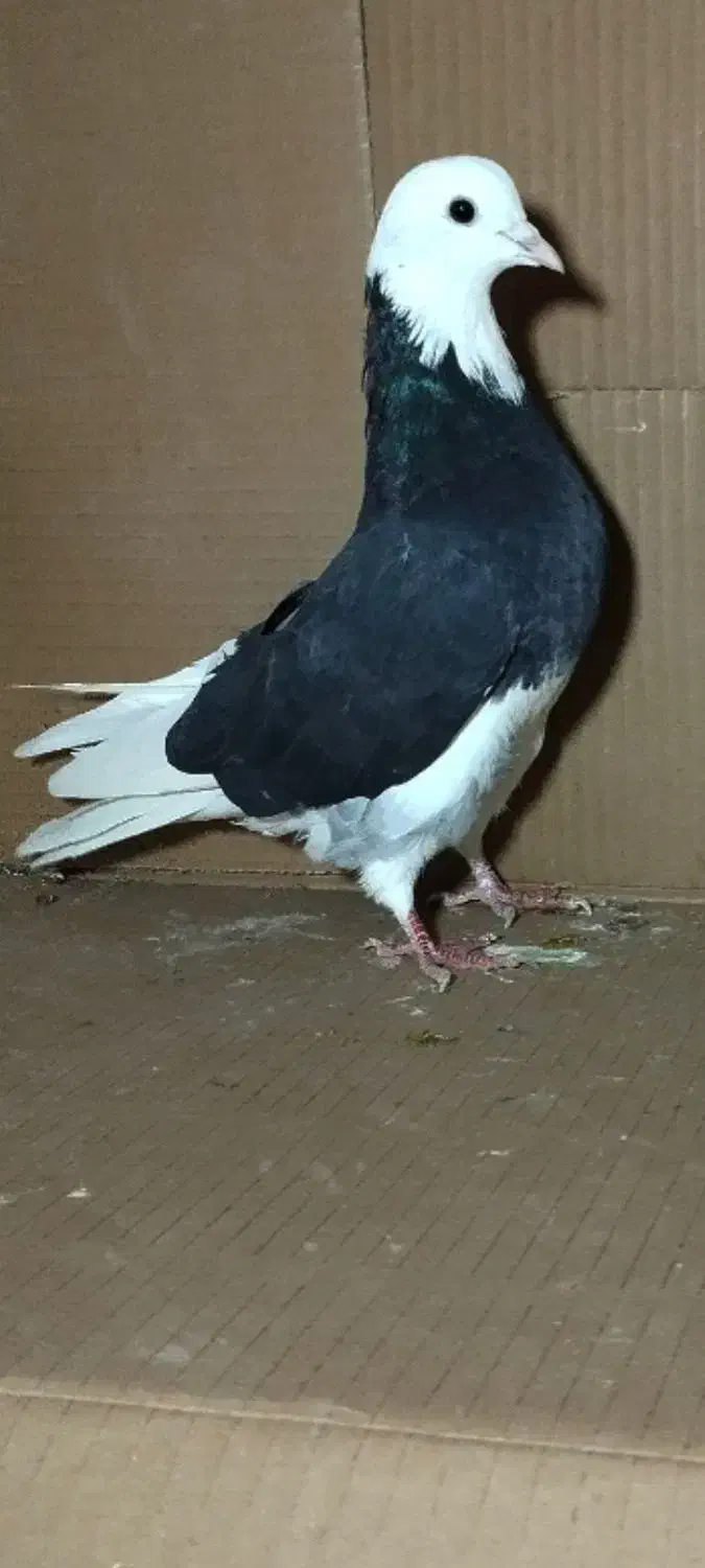 کبوتر|حیوانات|چالدران, |دیوار