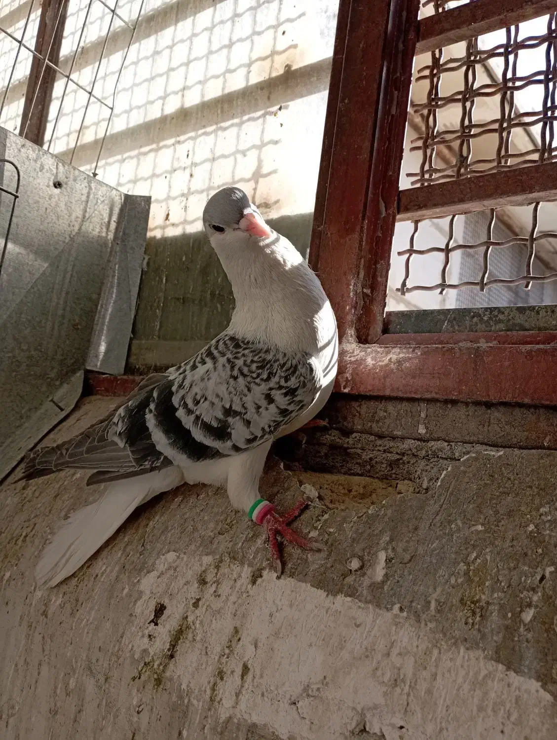 زاغ دمسفید نر چپ ساده مقبول|پرنده|شاندیز, |دیوار