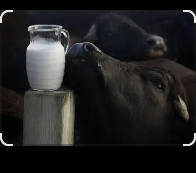 شیر شرطی|خوردنی و آشامیدنی|کارون, |دیوار