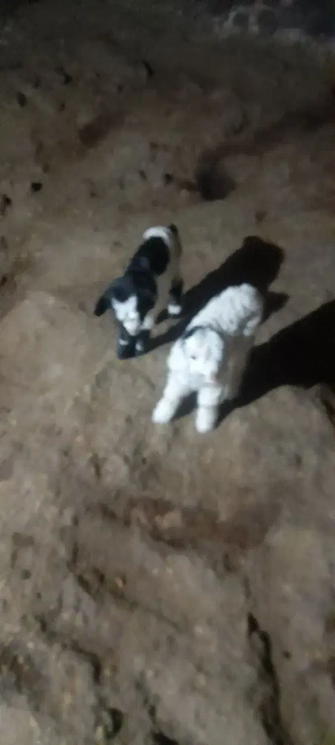 بزغاله|حیوانات مزرعه|تبریز, |دیوار