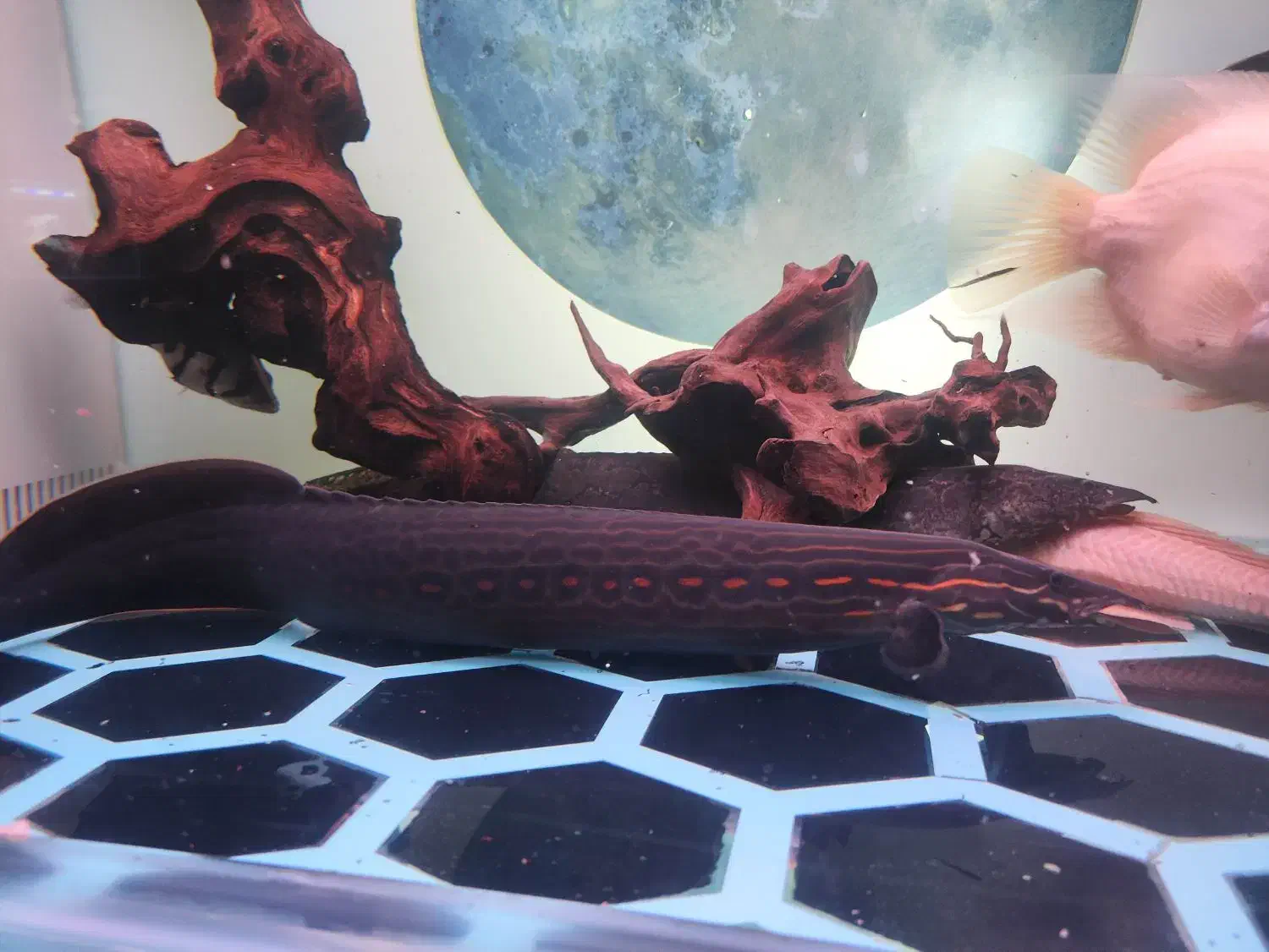 ماهی‌ ایل تایگر ویجا گار|ماهی|سنندج, |دیوار