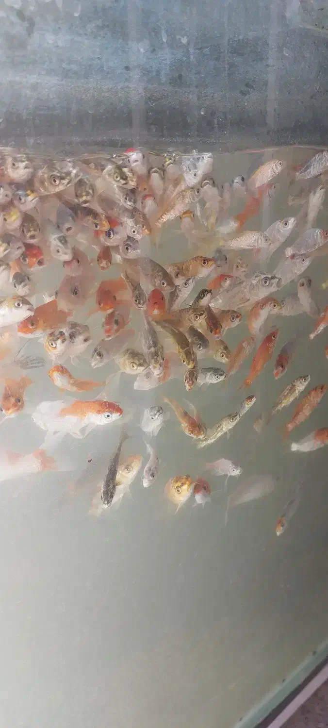 ماهی کوی ۲ بند تا ۴ بند مخلوط|ماهی|اسلامشهر, چیچکلو|دیوار